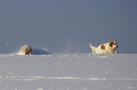 Dukeries' Clumber Spaniel Sparkle