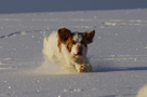 Dukeries' Clumber Spaniel Aven