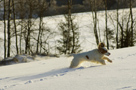 Dukeries' Clumber Spaniel Leya