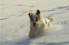 Dukeries' Clumber Spaniel Leya