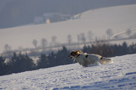 Dukeries' Clumber Spaniel Aven