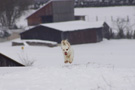 Dukeries' Clumber Spaniel Sparkle