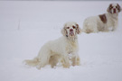 Dukeries' Clumber Spaniel Sparkle