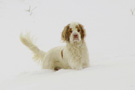 Dukeries' Clumber Spaniel Leya