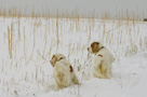 Dukeries' Clumber Spaniel Leya