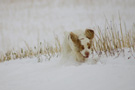 Dukeries' Clumber Spaniel Leya