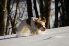 Dukeries' Clumber Spaniel Aven