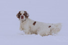 Dukeries' Clumber Spaniel Aven