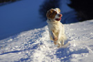 Dukeries' Clumber Spaniel Leya