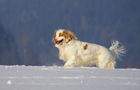 Dukeries' Clumber Spaniel Leya