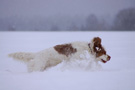 Dukeries' Clumber Spaniel Aven