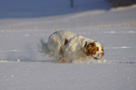 Dukeries' Clumber Spaniel Leya