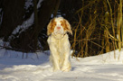 Dukeries' Clumber Spaniel Leya