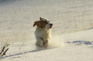 Dukeries' Clumber Spaniel Leya