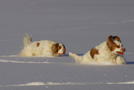 Dukeries' Clumber Spaniel Aven