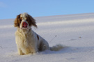 Dukeries' Clumber Spaniel Leya