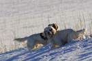 Dukeries' Clumber Spaniel Sparkle