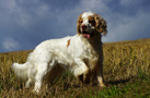 Dukeries' Clumber Spaniel Leya