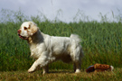 Dukeries' Clumber Spaniel Sparkle