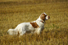 Dukeries' Clumber Spaniel Aven