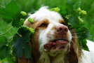 Dukeries' Clumber Spaniel Aven