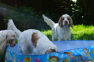 Dukeries' Clumber Spaniel Leya