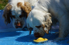 Dukeries' Clumber Spaniel Sparkle