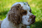 Dukeries' Clumber Spaniel Aven