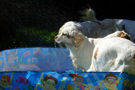 Dukeries' Clumber Spaniel Sparkle