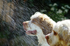 Dukeries' Clumber Spaniel Aven