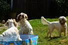 Dukeries' Clumber Spaniel Leya