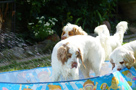 Dukeries' Clumber Spaniel Leya