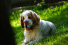 Dukeries' Clumber Spaniel Leya