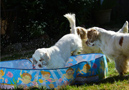 Dukeries' Clumber Spaniel Sparkle