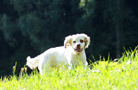 Dukeries' Clumber Spaniel Sparkle