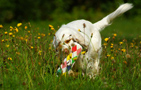 Dukeries' Clumber Spaniel Sparkle