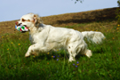 Dukeries' Clumber Spaniel Sparkle