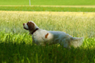 Dukeries' Clumber Spaniel Leya