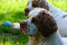 Dukeries' Clumber Spaniel Aven