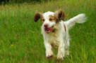 Dukeries' Clumber Spaniel Leya