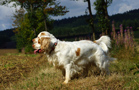 Dukeries' Clumber Spaniel Leya