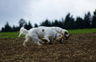 Dukeries' Clumber Spaniel Leya