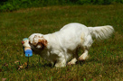 Dukeries' Clumber Spaniel Sparkle