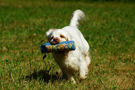 Dukeries' Clumber Spaniel Sparkle