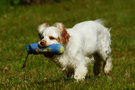 Dukeries' Clumber Spaniel Sparkle