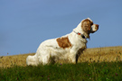 Dukeries' Clumber Spaniel Aven