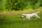 Dukeries' Clumber Spaniel Sparkle