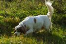 Dukeries' Clumber Spaniel Leya