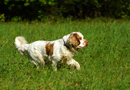 Dukeries' Clumber Spaniel Aven