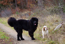 Dukeries' Clumber Spaniel Aven